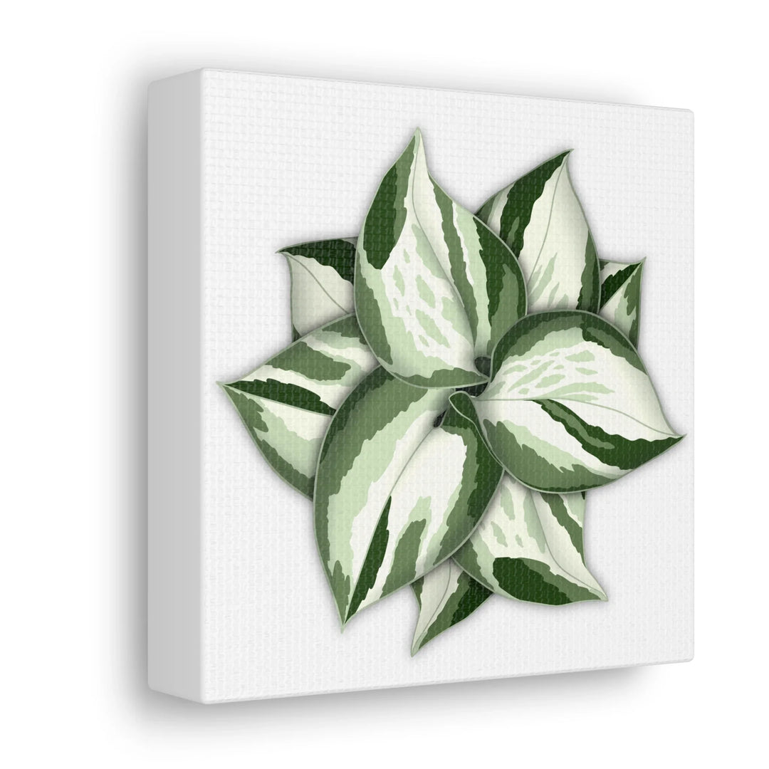 Manjula Pothos Canvas | Botanical Canvas Print - Indoor Plant Print Wall Art - Laura Christine Photography & Design