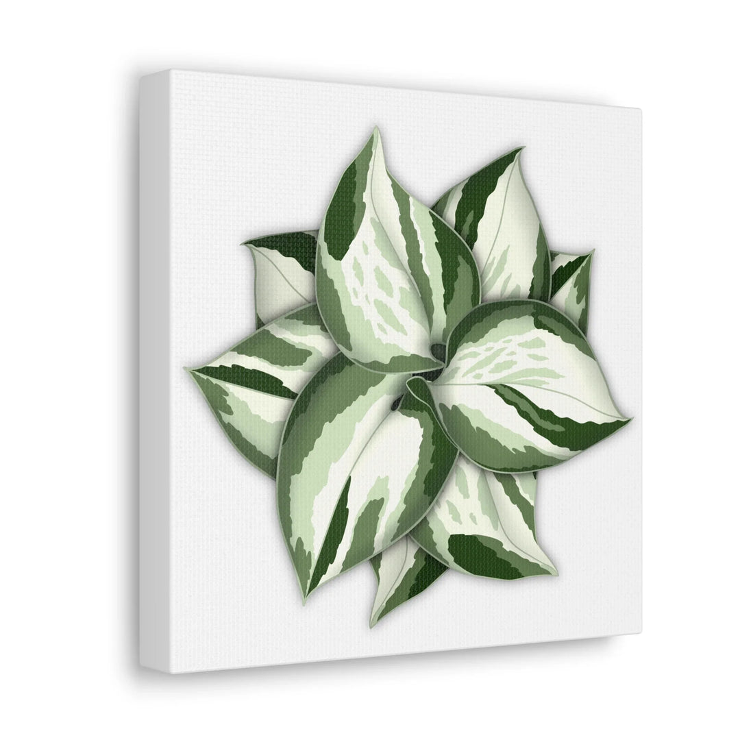 Manjula Pothos Canvas | Botanical Canvas Print - Indoor Plant Print Wall Art - Laura Christine Photography & Design