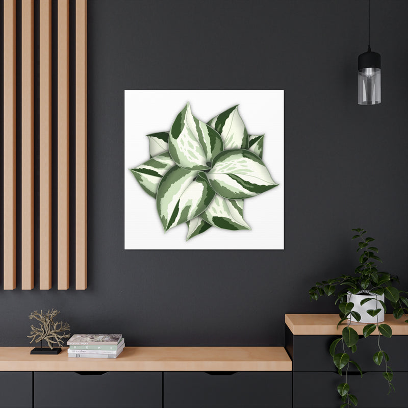 Manjula Pothos Canvas