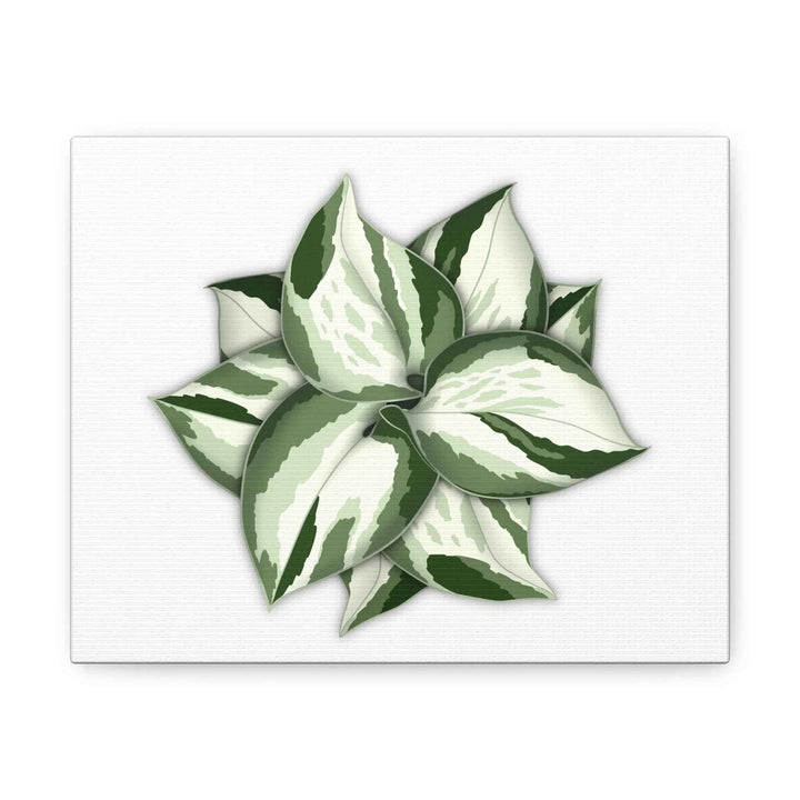 Manjula Pothos Canvas | Botanical Canvas Print - Indoor Plant Print Wall Art