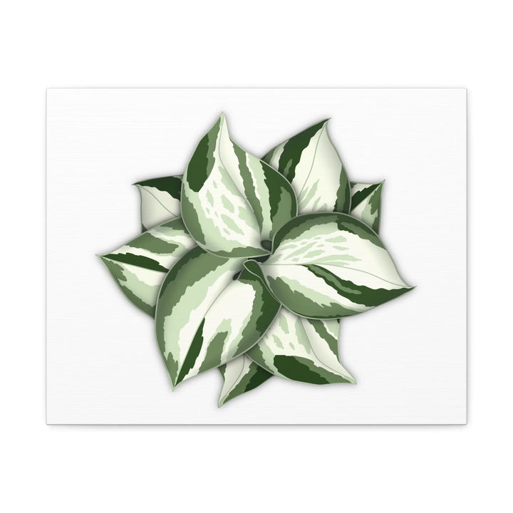 Manjula Pothos Canvas | Botanical Canvas Print - Indoor Plant Print Wall Art - Laura Christine Photography & Design