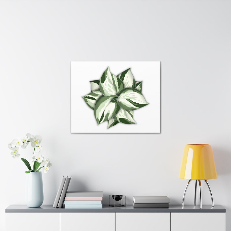 Manjula Pothos Canvas