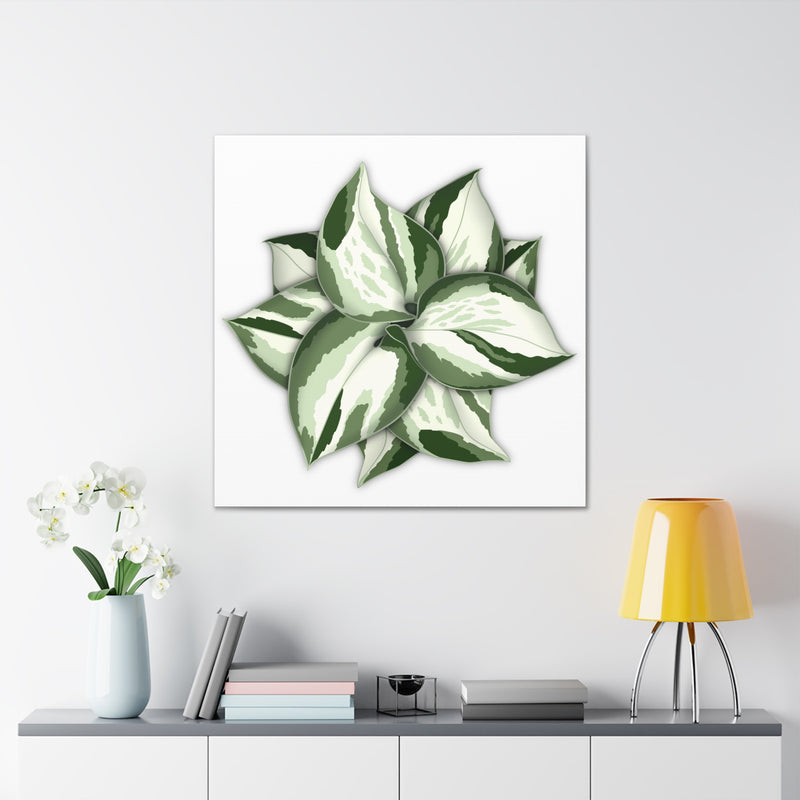 Manjula Pothos Canvas