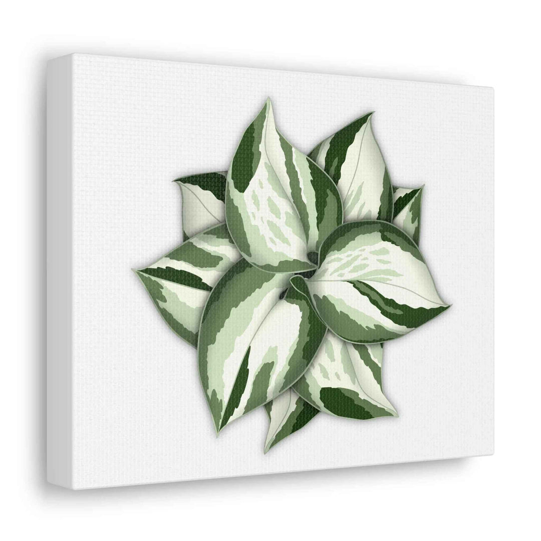 Manjula Pothos Canvas | Botanical Canvas Print - Indoor Plant Print Wall Art