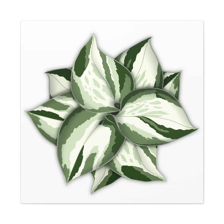 Manjula Pothos Canvas | Botanical Canvas Print - Indoor Plant Print Wall Art