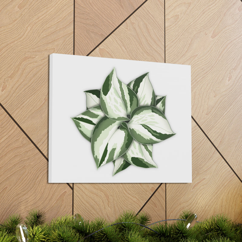 Manjula Pothos Canvas