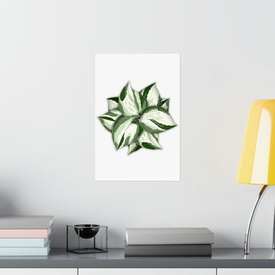 Manjula Pothos Print