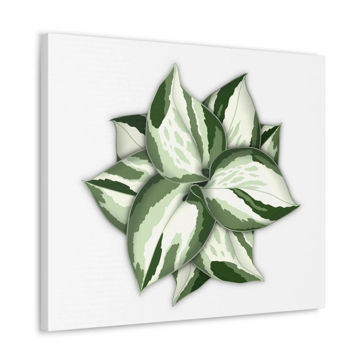 Manjula Pothos Canvas | Botanical Canvas Print - Indoor Plant Print Wall Art - Laura Christine Photography & Design