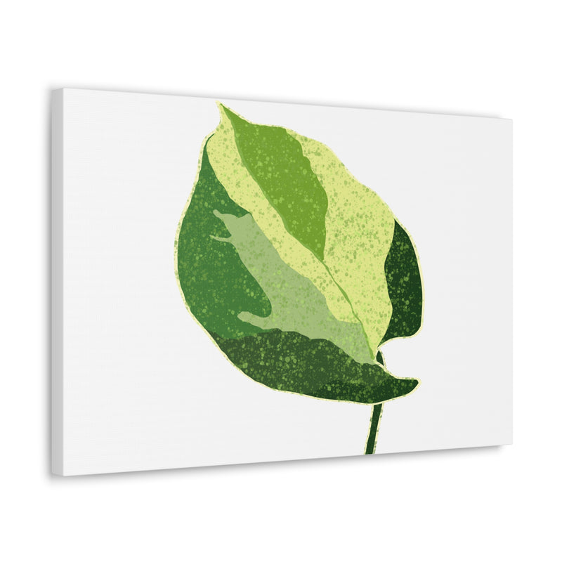 Manjula Pothos Canvas