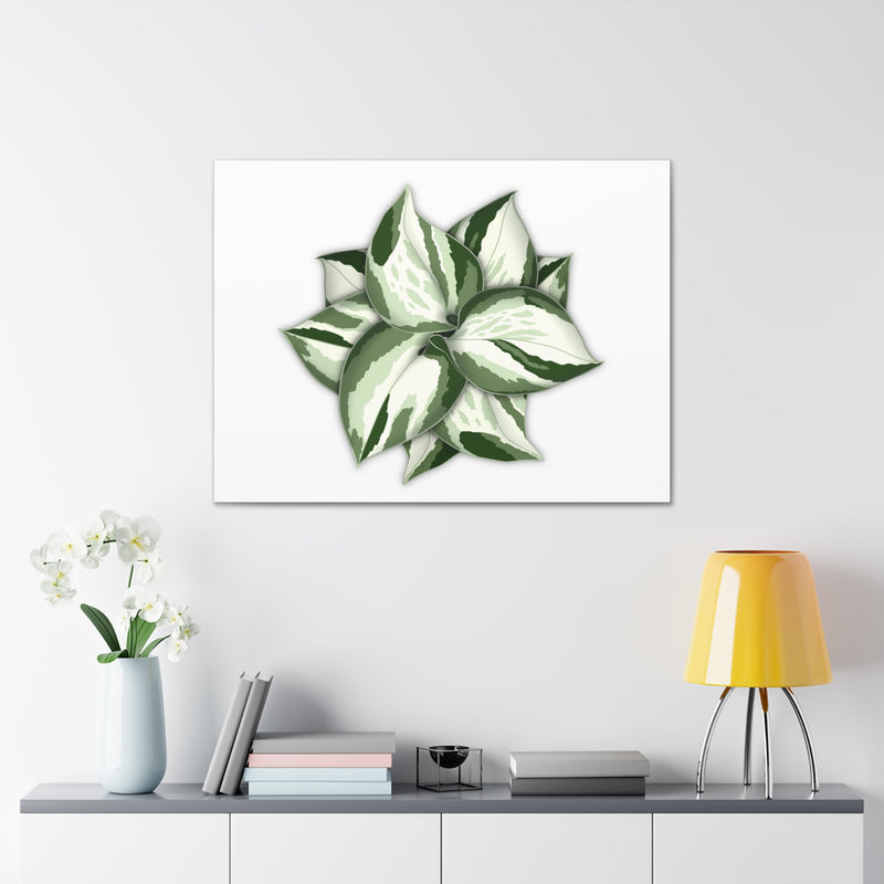 Manjula Pothos Canvas