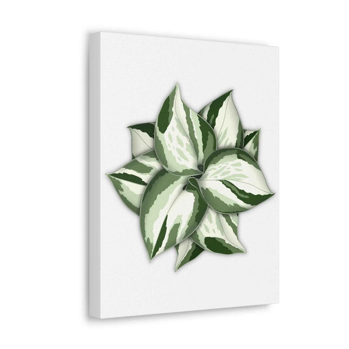 Manjula Pothos Canvas | Botanical Canvas Print - Indoor Plant Print Wall Art