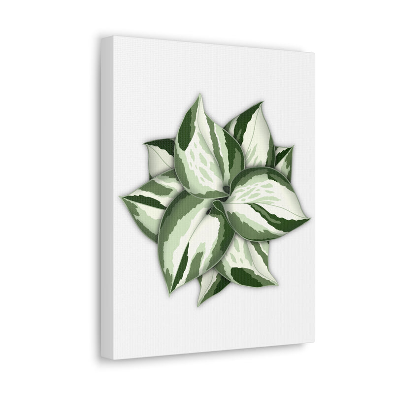 Manjula Pothos Canvas