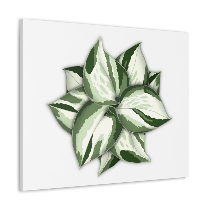 Manjula Pothos Canvas