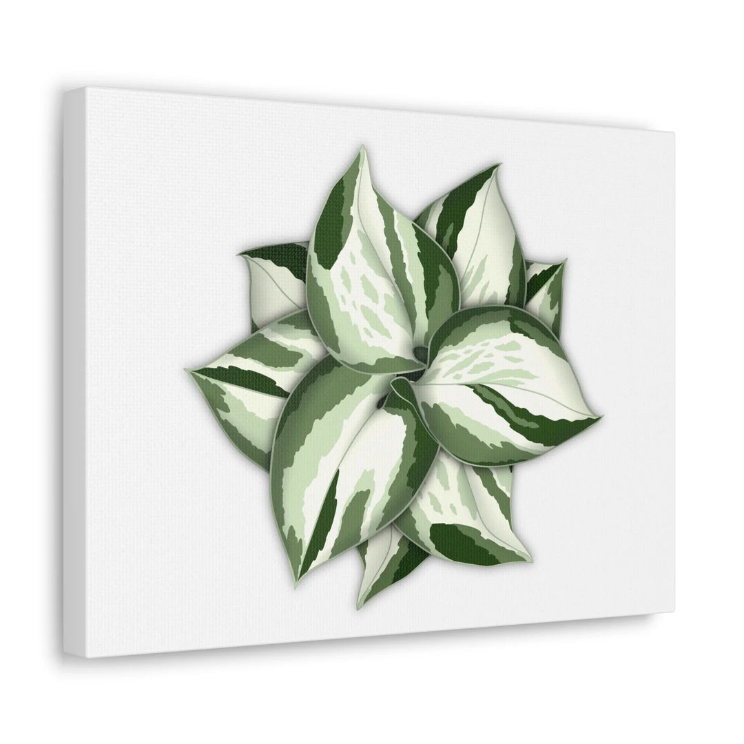 Manjula Pothos Canvas | Botanical Canvas Print - Indoor Plant Print Wall Art - Laura Christine Photography & Design