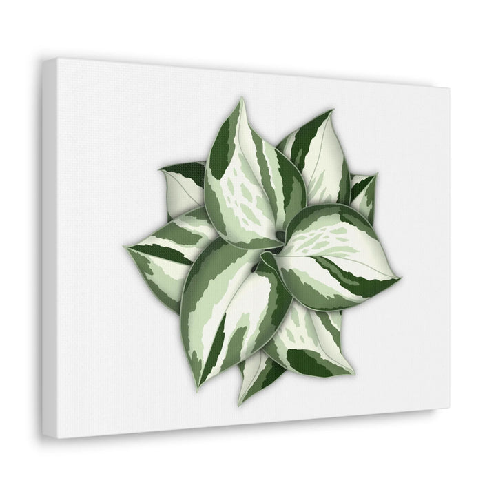 Manjula Pothos Canvas | Botanical Canvas Print - Indoor Plant Print Wall Art - Laura Christine Photography & Design