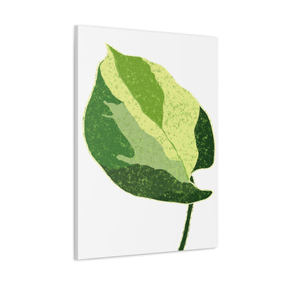 Manjula Pothos Canvas