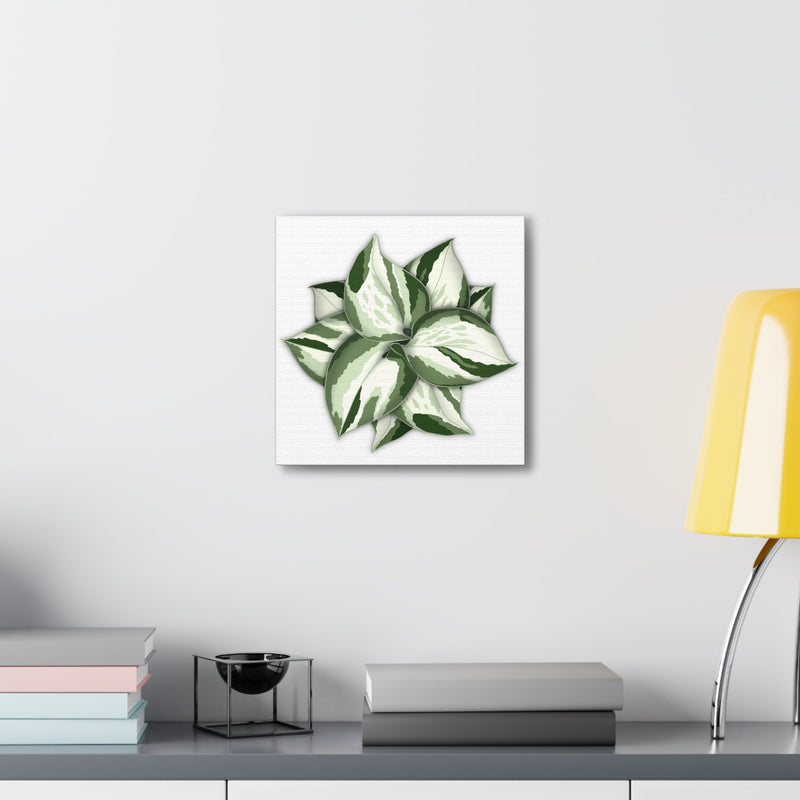 Manjula Pothos Canvas