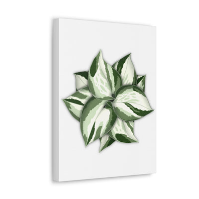 Manjula Pothos Canvas