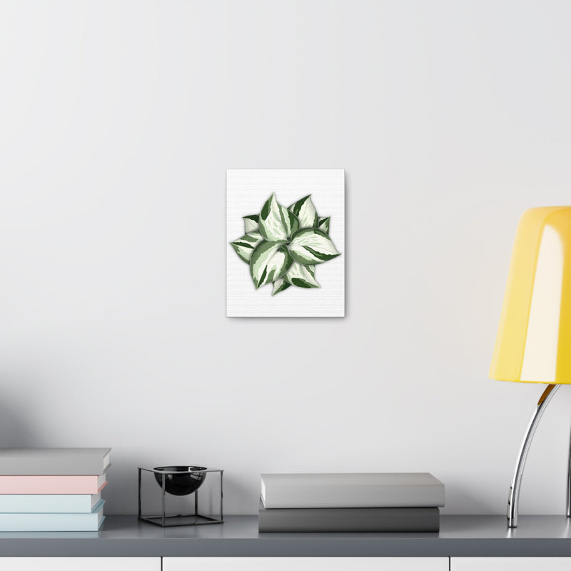 Manjula Pothos Canvas