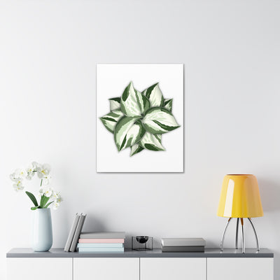 Manjula Pothos Canvas