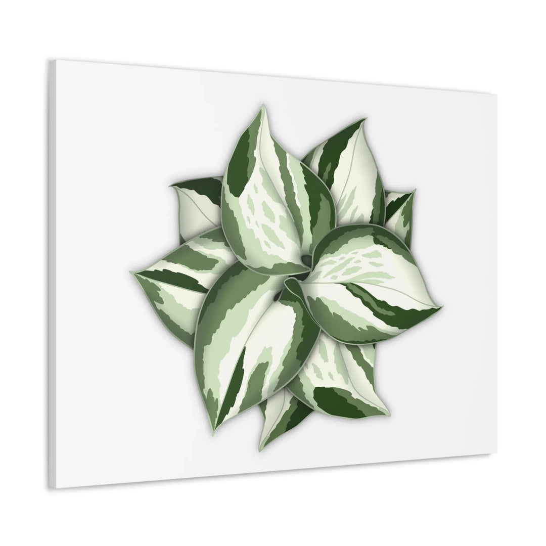 Manjula Pothos Canvas | Botanical Canvas Print - Indoor Plant Print Wall Art - Laura Christine Photography & Design