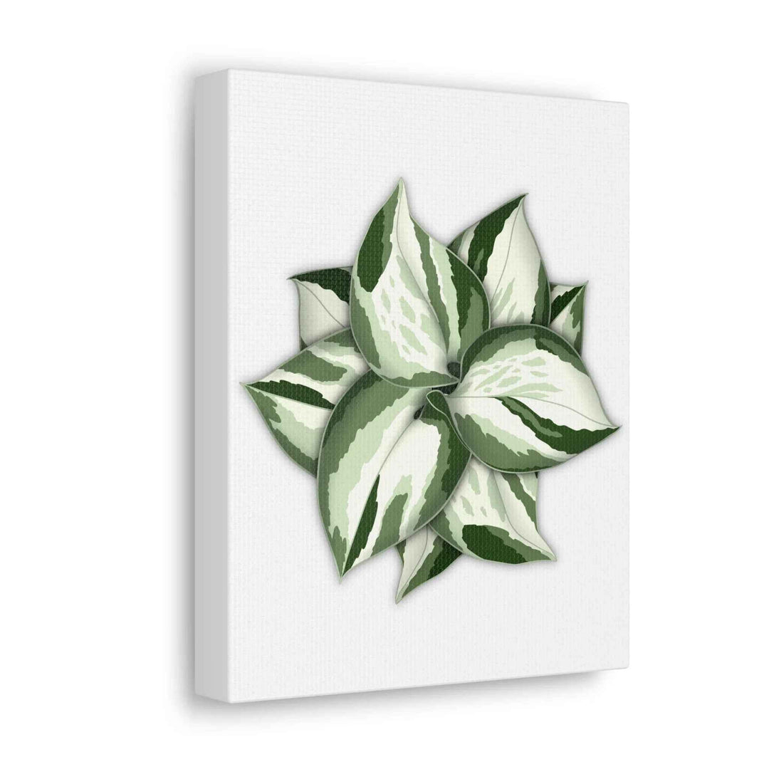 Manjula Pothos Canvas | Botanical Canvas Print - Indoor Plant Print Wall Art