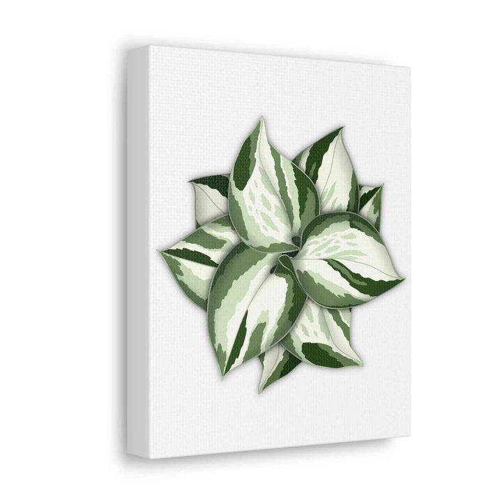 Manjula Pothos Canvas | Botanical Canvas Print - Indoor Plant Print Wall Art