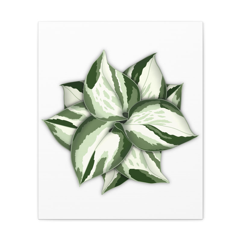 Manjula Pothos Canvas