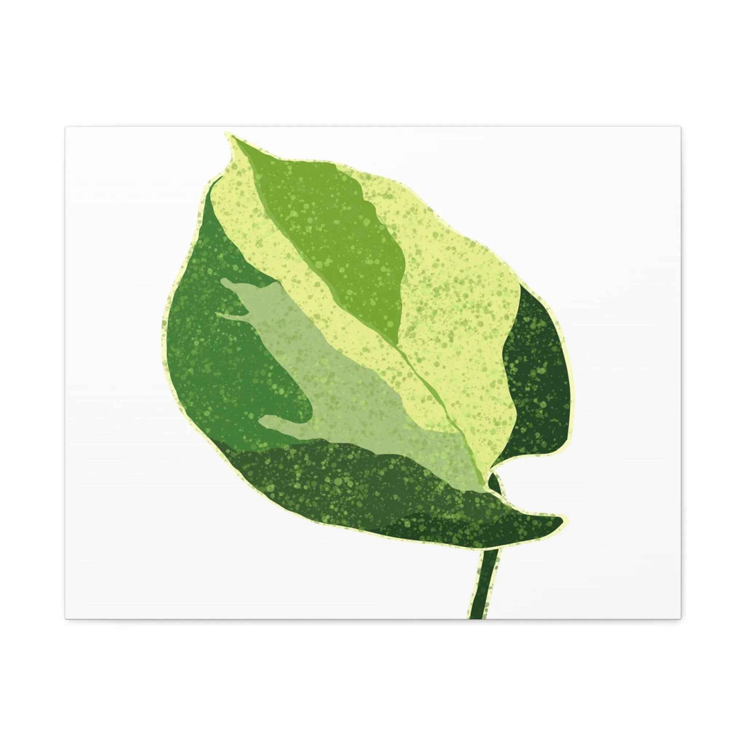 Pothos Canvas Print – Matte Finish Canvas Art Print With Durable Cotton Material