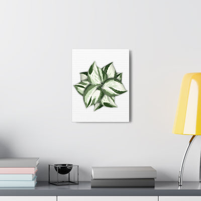 Manjula Pothos Canvas