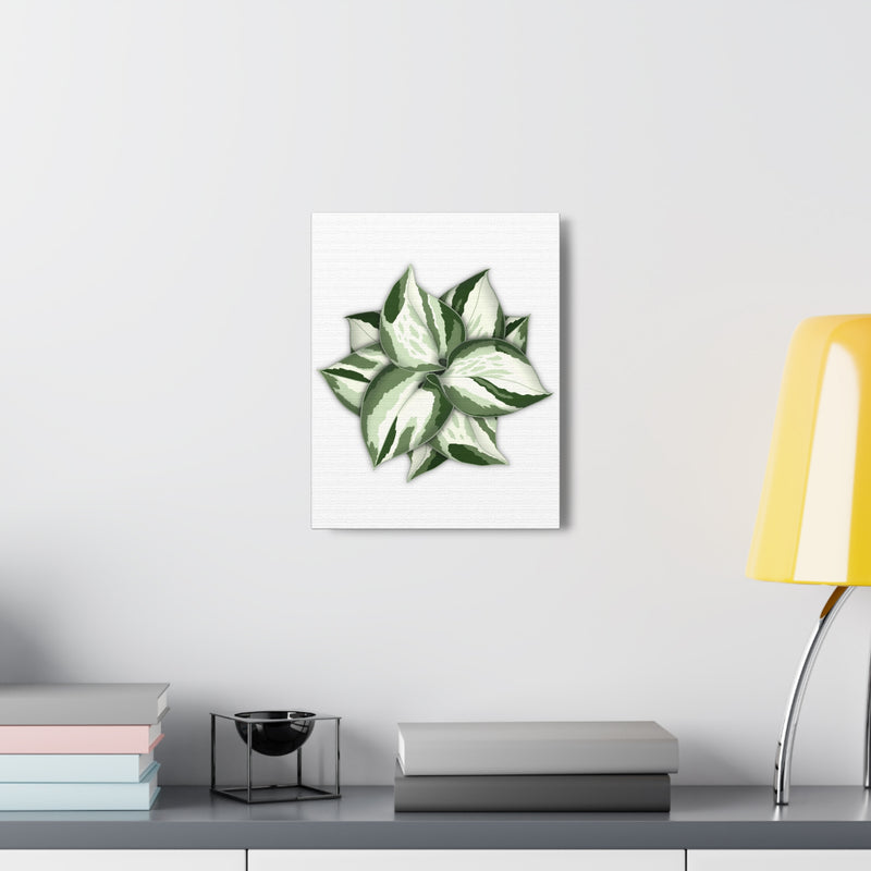 Manjula Pothos Canvas