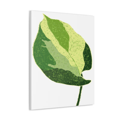 Manjula Pothos Canvas