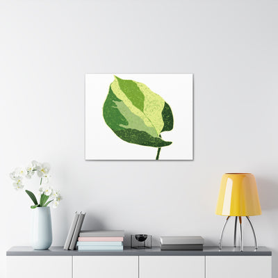 Manjula Pothos Canvas