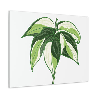 Philodendron 'Cream Splash' Canvas