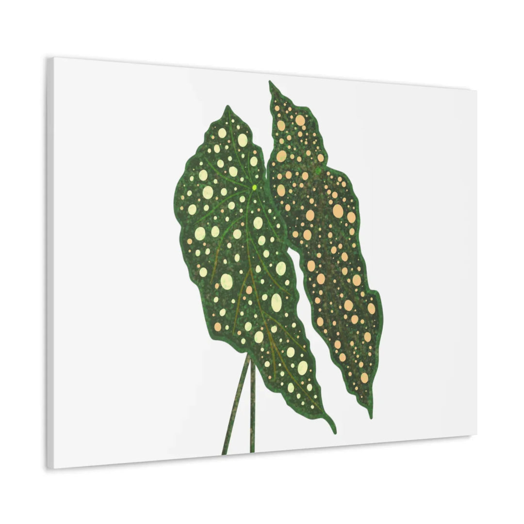 Begonia Maculata Canvas | Premium Canvas Art Print - Matte Finish, Durable Wall Decor - Laura Christine Photography & Design