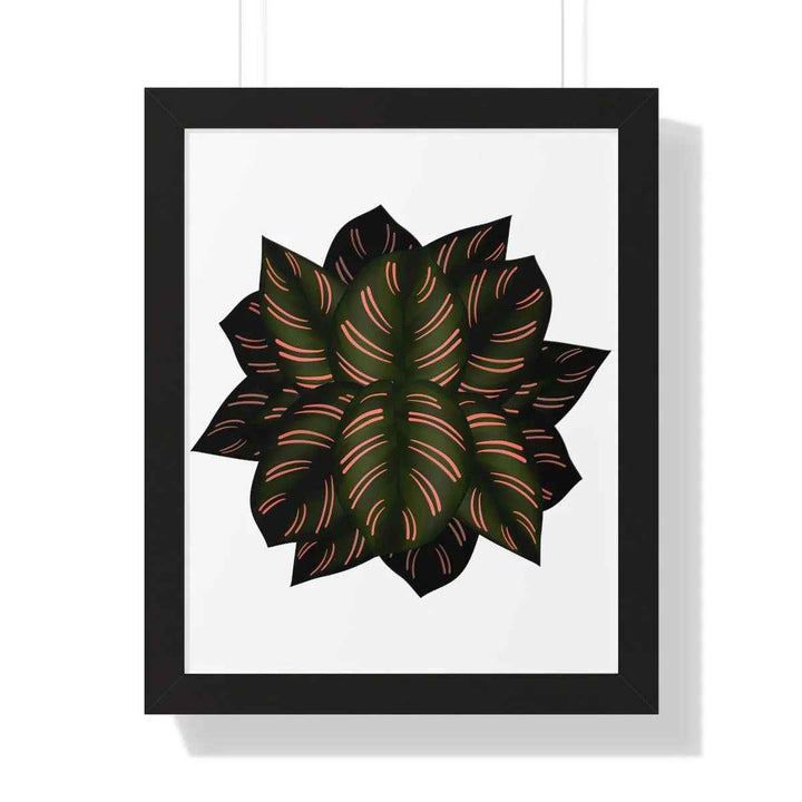 Calathea Pinstripe Print - Framed Botanical Art With Matte Finish & Acrylic Cover