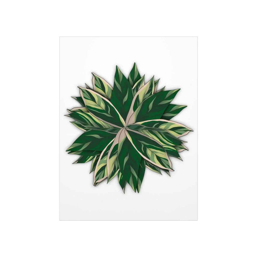 Stromanthe Triostar Print – Tropical Wall Art | Botanical Poster on Museum Grade Paper Unframed