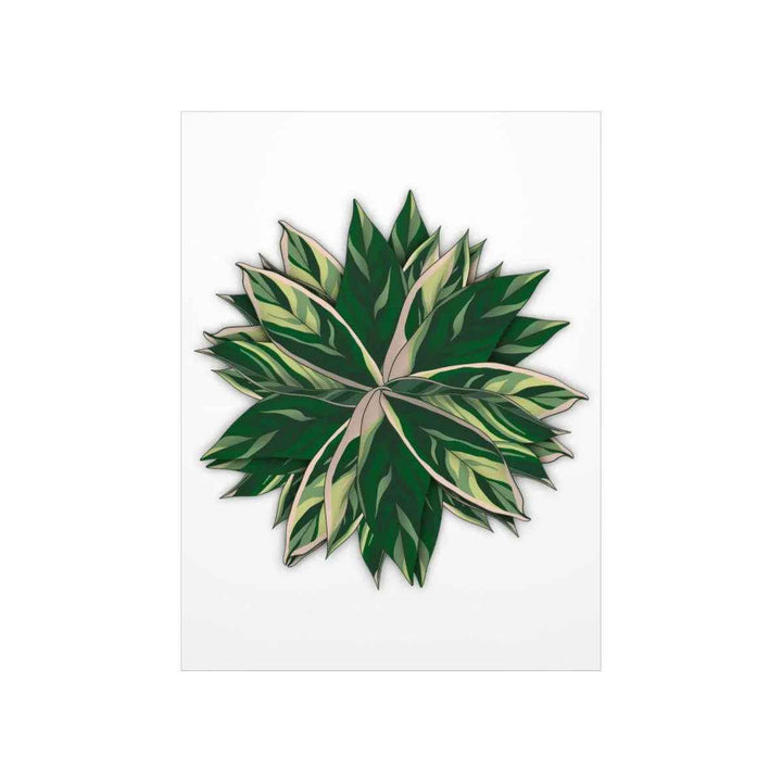 Stromanthe Triostar Print – Tropical Wall Art | Botanical Poster on Museum Grade Paper Unframed