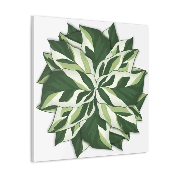Calathea White Fusion Canvas | Indoor Wall Art - Matte Finish Botanical Canvas Art Print