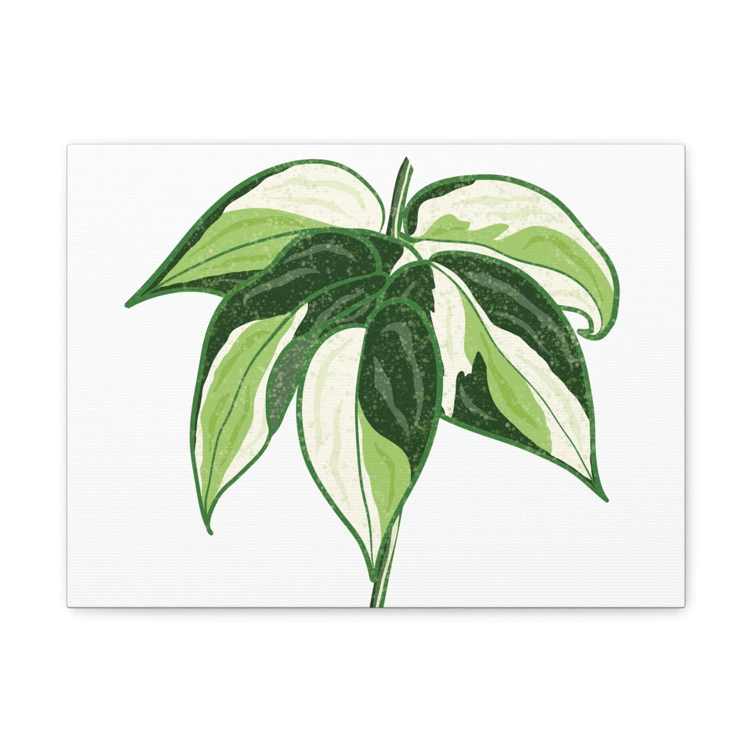 Philodendron Canvas Print - Cream Splash Variegated Plant Art on Matte Cotton Canvas