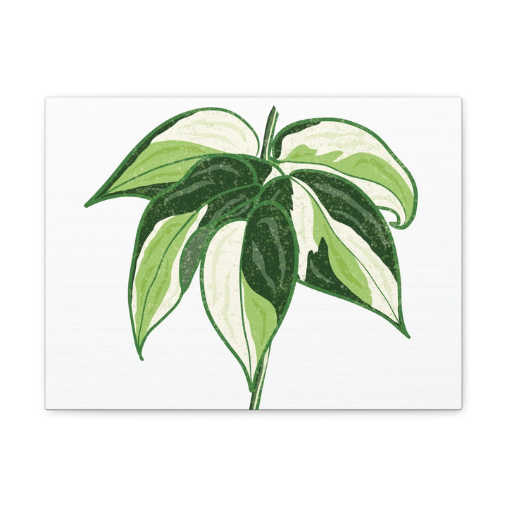 Philodendron Canvas Print - Cream Splash Variegated Plant Art on Matte Cotton Canvas