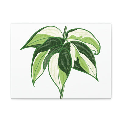 Philodendron 'Cream Splash' Canvas