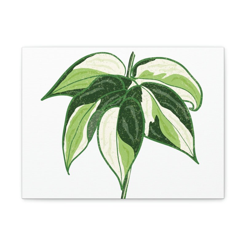 Lienzo Philodendron &