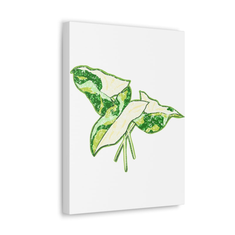 Marble Syngonium Canvas