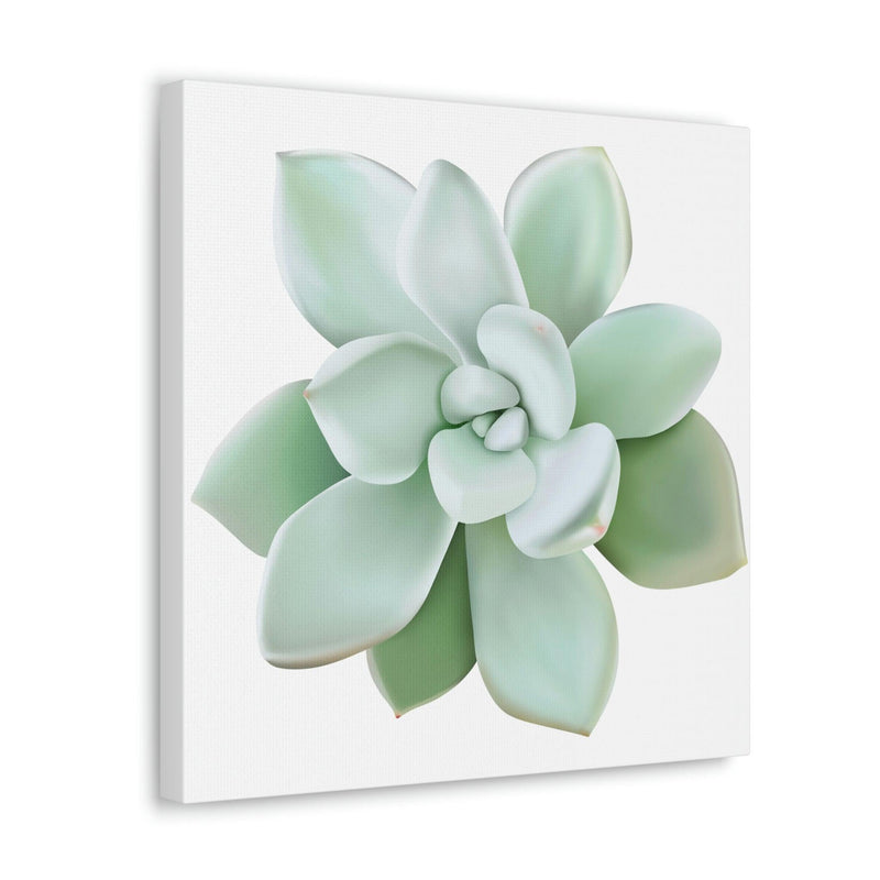 Pachyveria Haagei Succulent Canvas, Canvas, Printify, Art & Wall Decor, Canvas, Hanging Hardware, Home & Living, Indoor, Laura Christine Photography & Design, laurachristinedesign.com