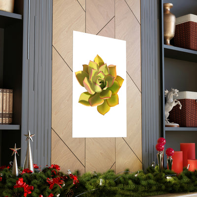 Noble Aeonium Succulent Print