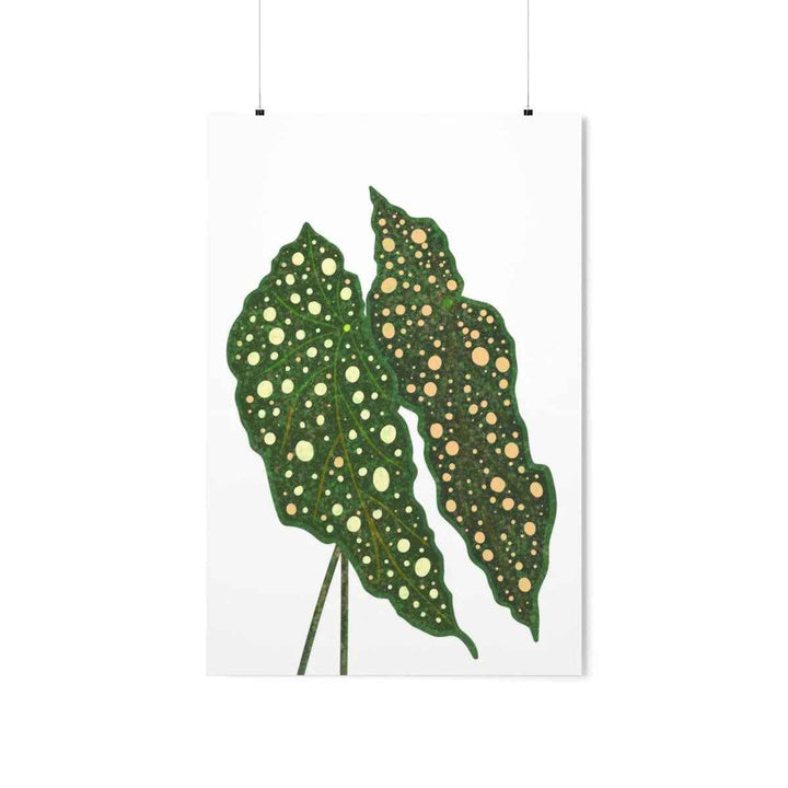 Begonia Maculata Print - Botanical Wall Art on Museum Grade Paper | Matte Finish Unframed