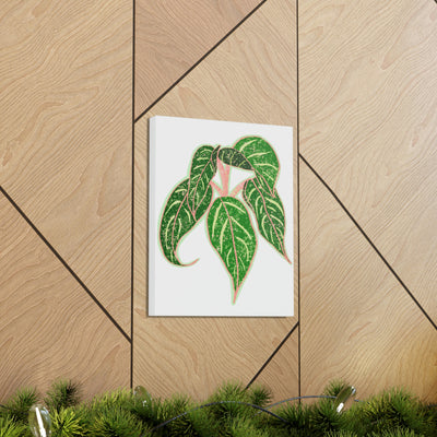 Aglaonema Sparkling Sarah Plant Canvas