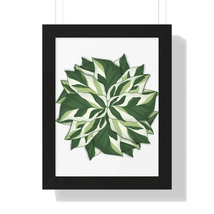 Calathea White Fusion Framed Print, Poster, Laura Christine Photography & Design, Bottle, Calathea, Canvas Bag, Coffee, Drinkware, Framed, Home & Living, Indoor, Paper, Posters, Prayer Plant, Reusable, Shopping Bag, Tea, Tote Bag, Travel, Tumbler, Water, White Fusion, Laura Christine Photography & Design, laurachristinedesign.com
