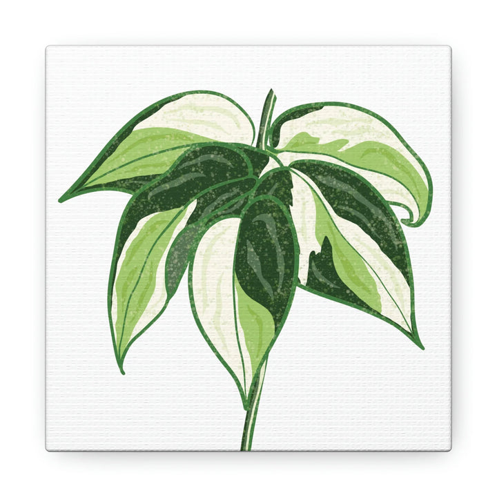 Philodendron Canvas Print - Cream Splash Variegated Plant Art on Matte Cotton Canvas